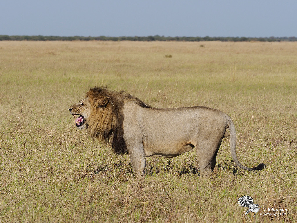 Large Male Lion, Savuti Marsh