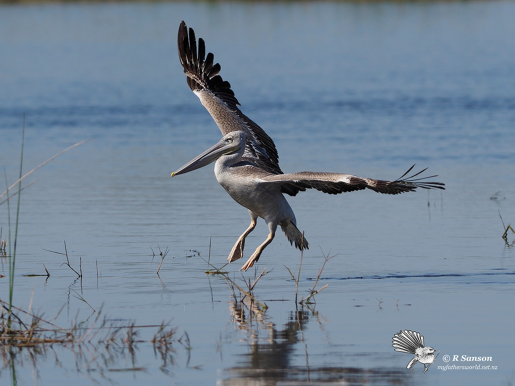 White Pelican Landing, Moremi