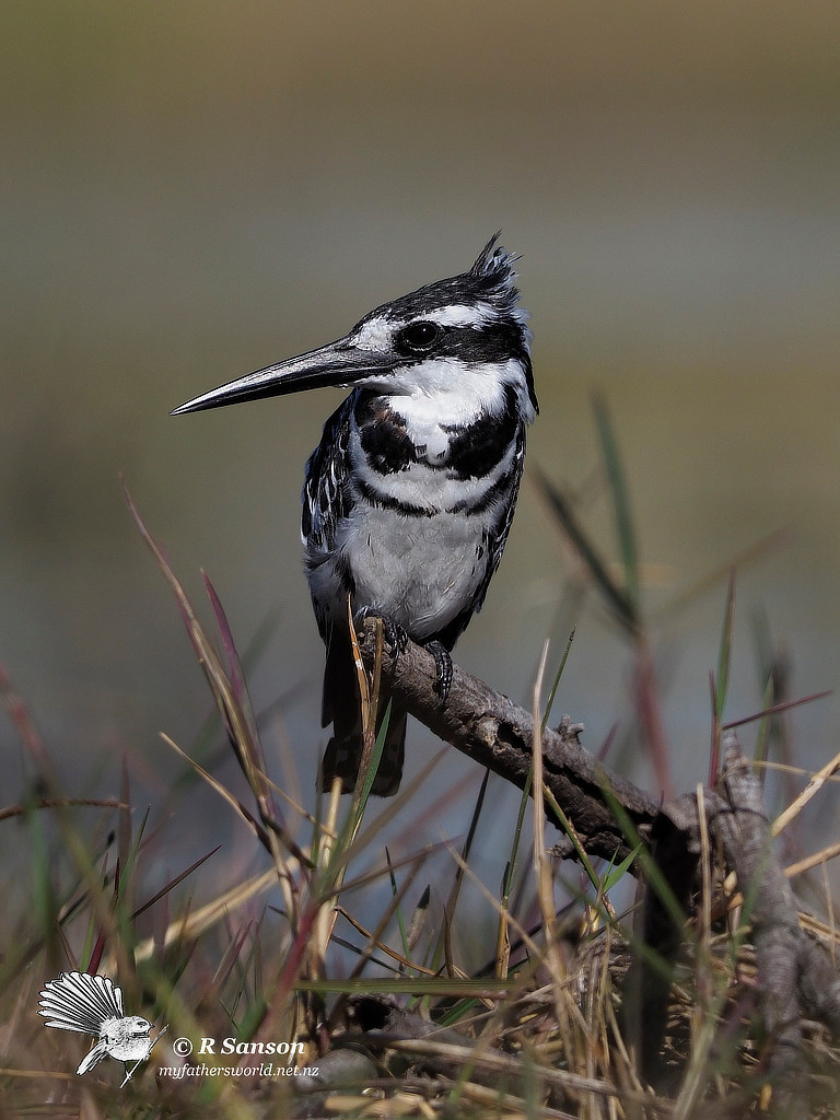 Pied Kingfisher, Moremi