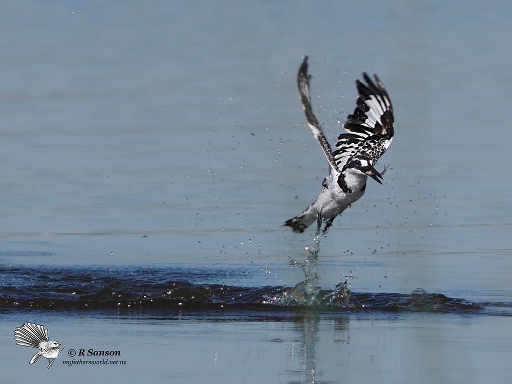 Pied Kingfisher with Fish, Moremi