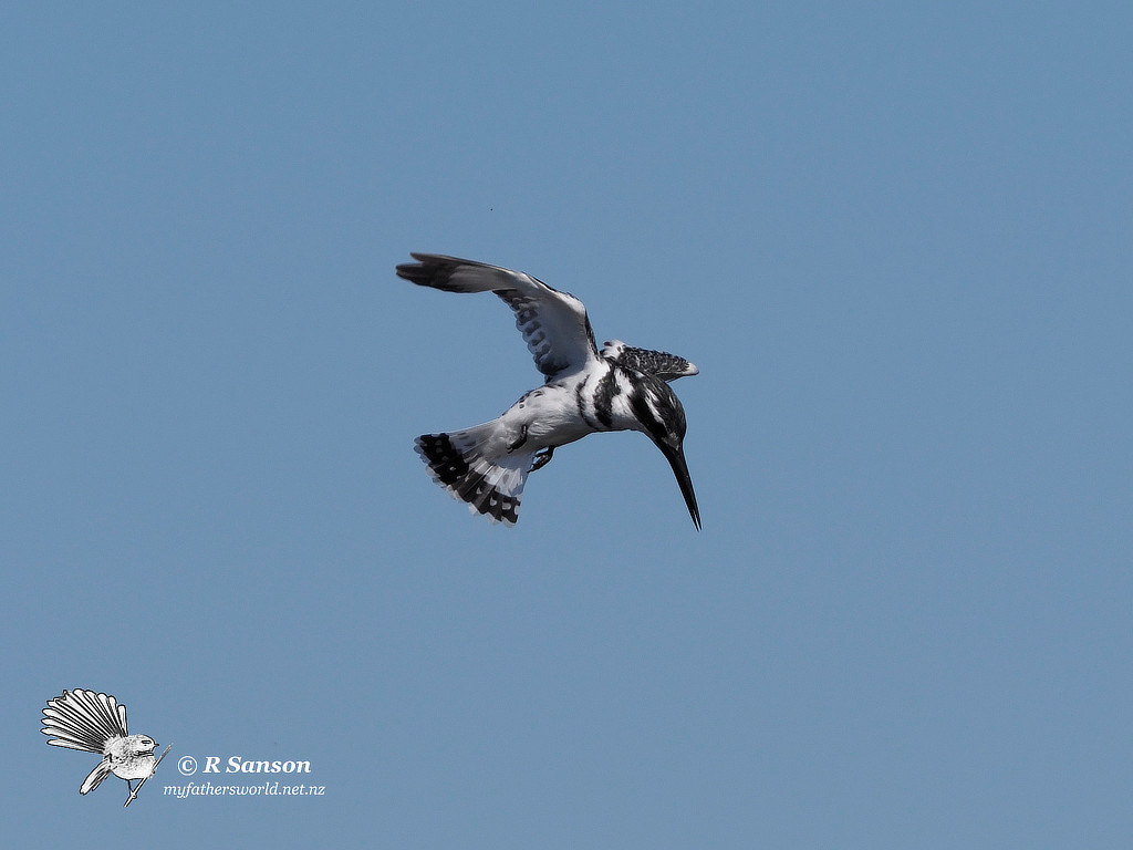 Pied Kingfisher Hovering, Moremi