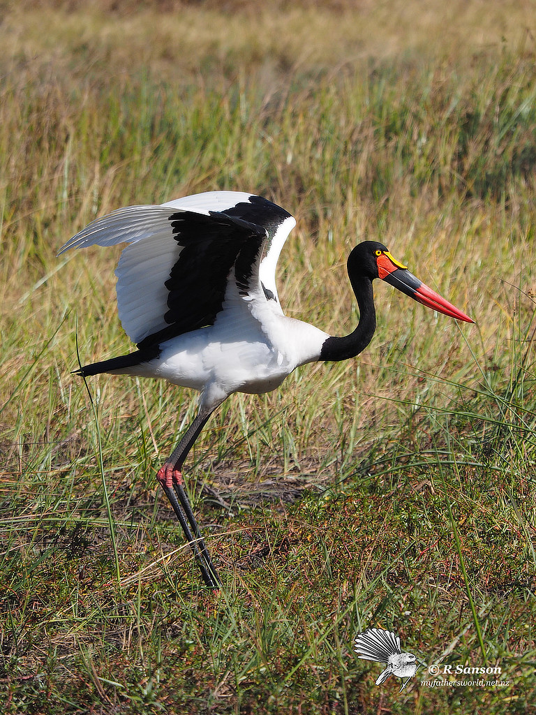 Saddle Billed Stork, Khwai