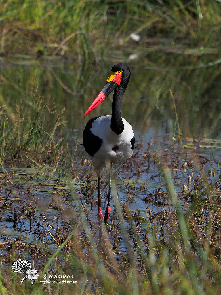 Saddle Billed Stork, Khwai