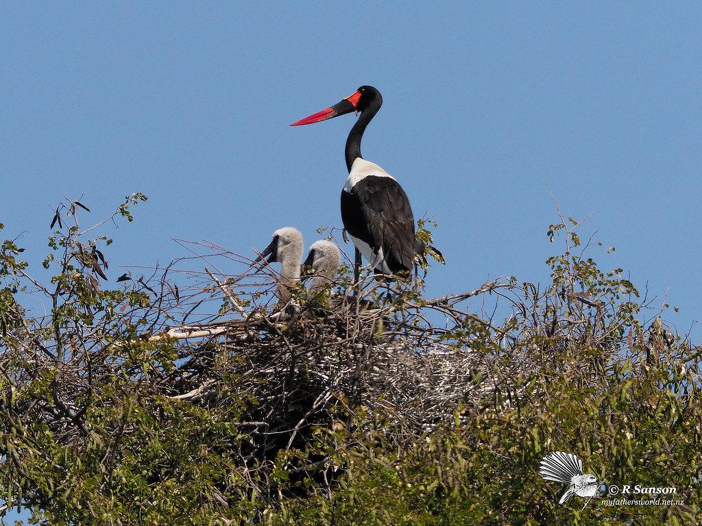 Saddle Billed Stork Nest with Babies, Khwai