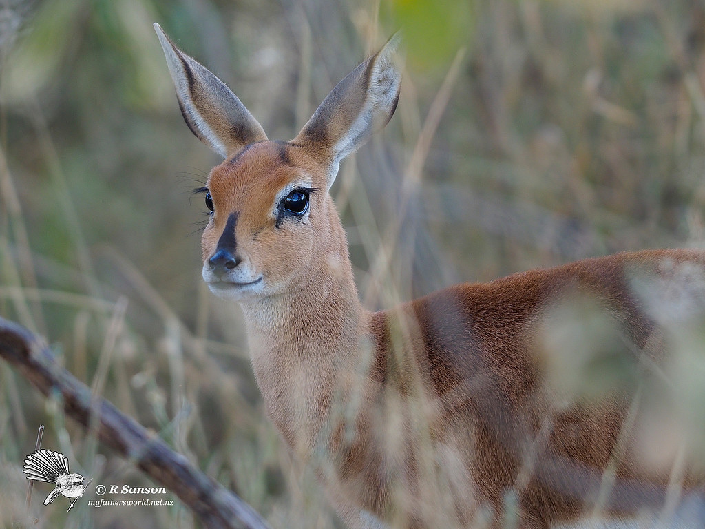 Female Steenbok, Moremi