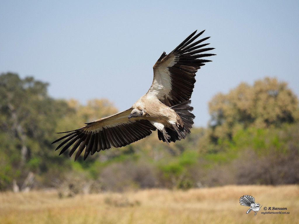 Vulture Coming in to Land, Khwai