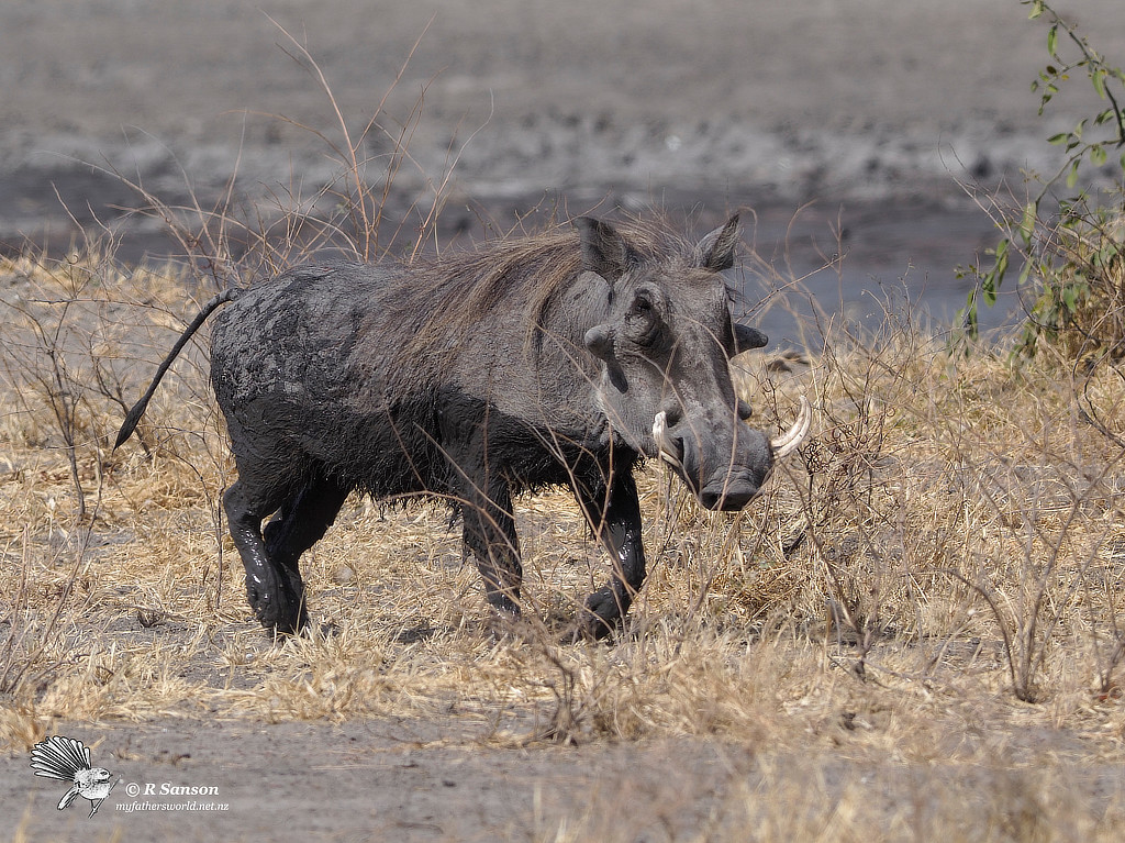 Large Male Warthog, Savuti