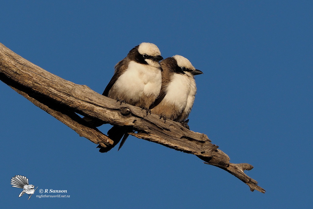 White-Crowned Shrikes, Moremi