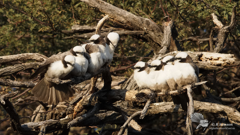 White Crowned Shrikes, Savuti