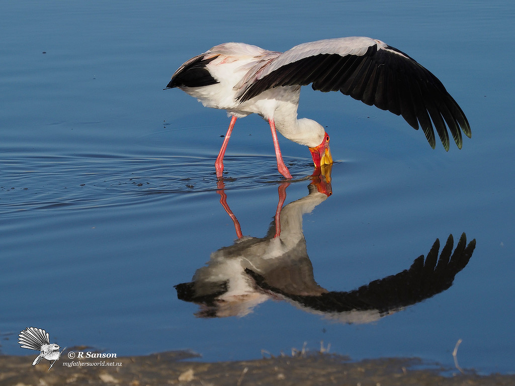 Yellow Billed Stork Fishing, Moremi