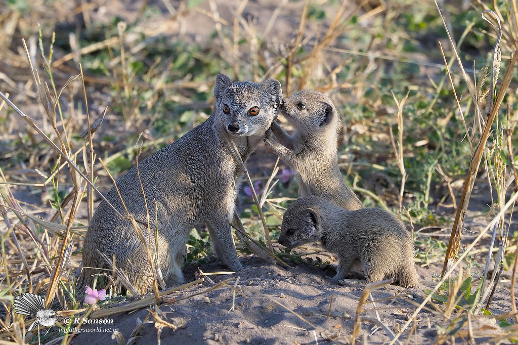 Yellow Mongoose Mother and Babies, Savuti