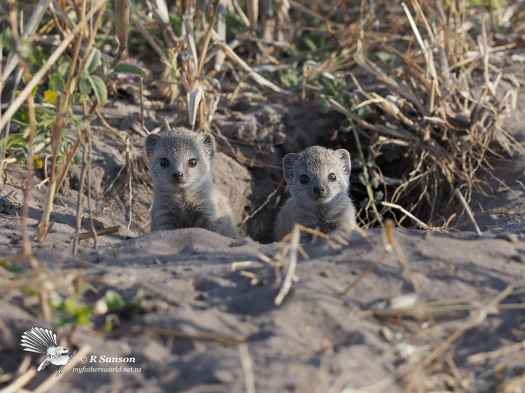 Yellow Mongoose Babies, Savuti