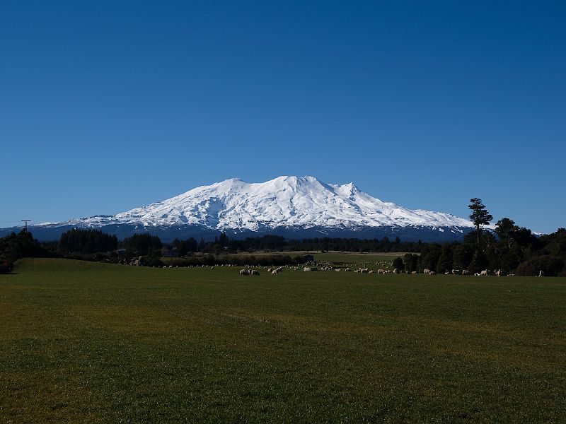 Ruapehu_sheep.jpg