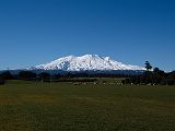 Ruapehu_sheep