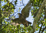 NZ Falcon