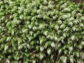 Fern_carpet_070114_3sm