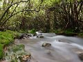 NZ Bush