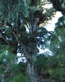 Totara_tree_150415_3