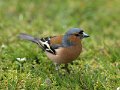 Chaffinch_151010_23