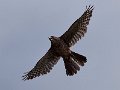 Falcon_210113_14