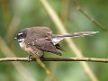 Fantail_Turitea_210911_08