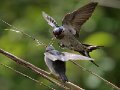 Feeding_3_DamselFlies-09