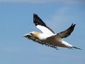 Gannets_CapeKid140