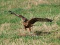 Hawk_hare_270310_02