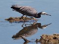 Heron_100213_06