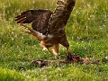 NZNH-Australasian-harrier-feeding-on-hare