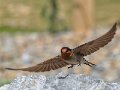 NZNH-Welcome-swallow-landing