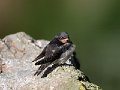 Swallow_Massey_231009_09