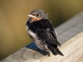 Swallow_fledging11