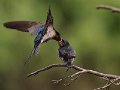 Swallows_fed_211009_58b