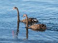 Swans_on_Taupo03