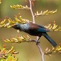 Tui_Karori_08sq