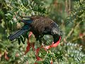 Tui_on_KakaBeak_120809_14e3