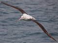 Wandering_Albatross_080613_36