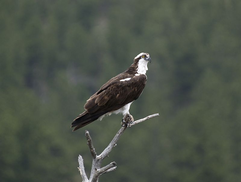 Osprey_LParvin04.jpg - OLYMPUS DIGITAL CAMERA