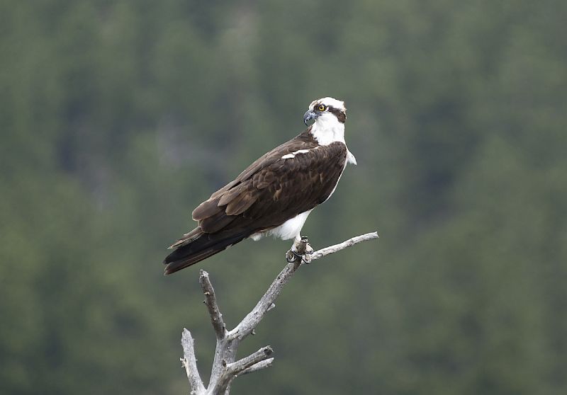 Osprey_LParvin07.jpg - OLYMPUS DIGITAL CAMERA