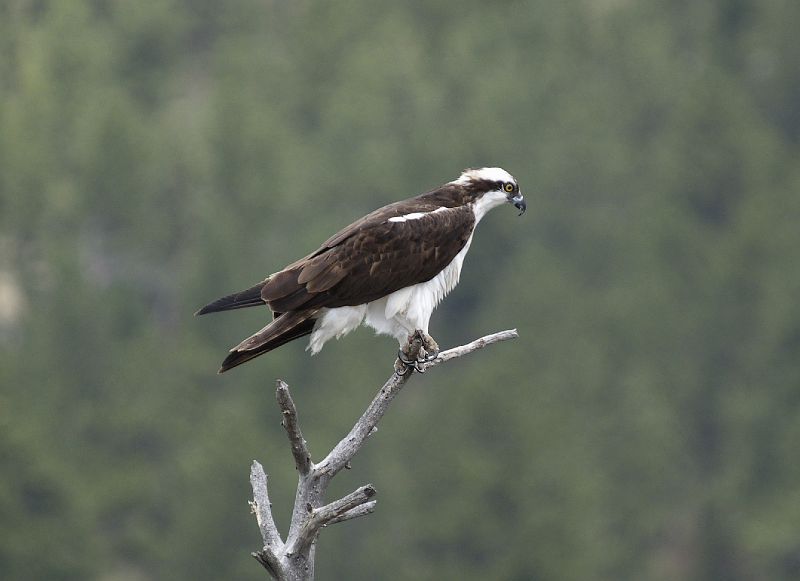 Osprey_LParvin13.jpg - OLYMPUS DIGITAL CAMERA