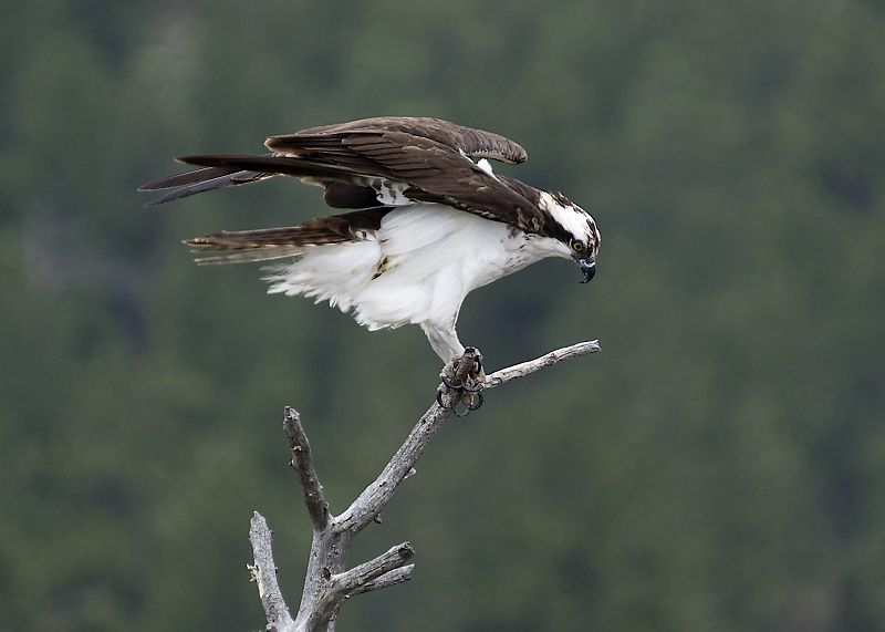 Osprey_LParvin18.jpg - OLYMPUS DIGITAL CAMERA