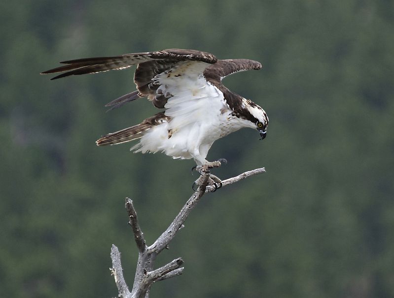 Osprey_LParvin19.jpg - OLYMPUS DIGITAL CAMERA