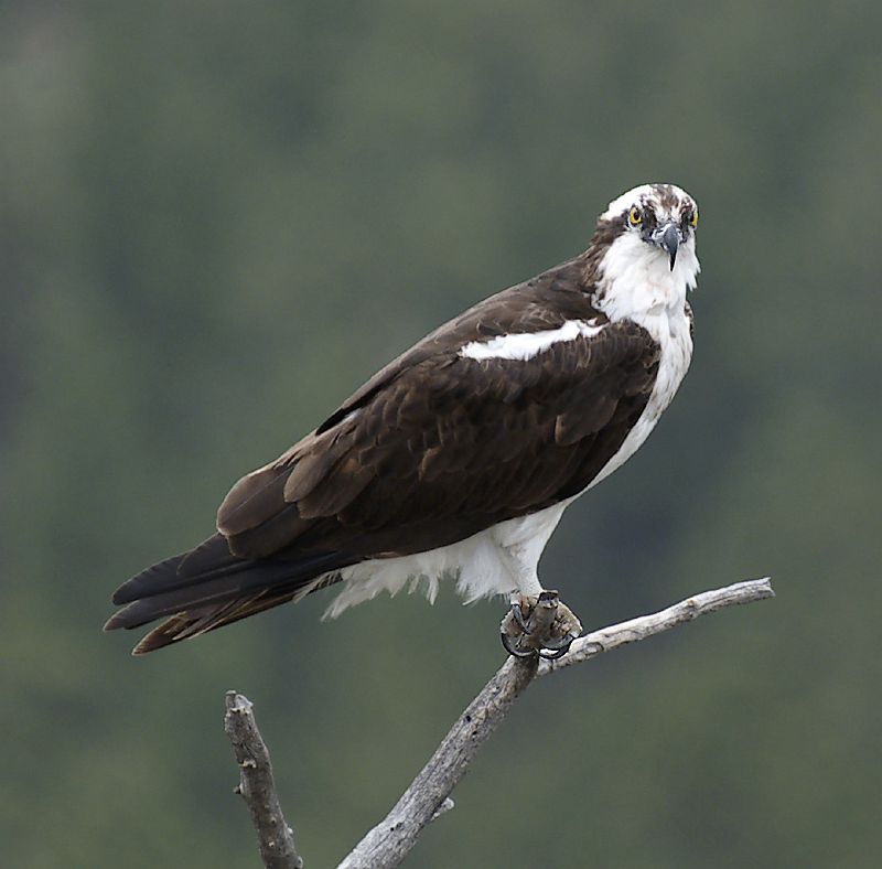 Osprey_LParvin22.jpg - OLYMPUS DIGITAL CAMERA