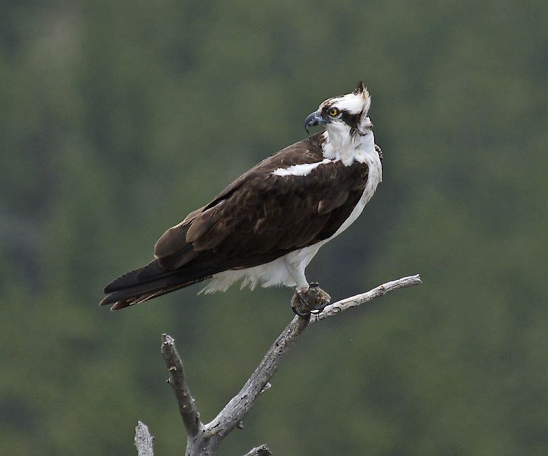 Osprey_LParvin25.jpg - OLYMPUS DIGITAL CAMERA