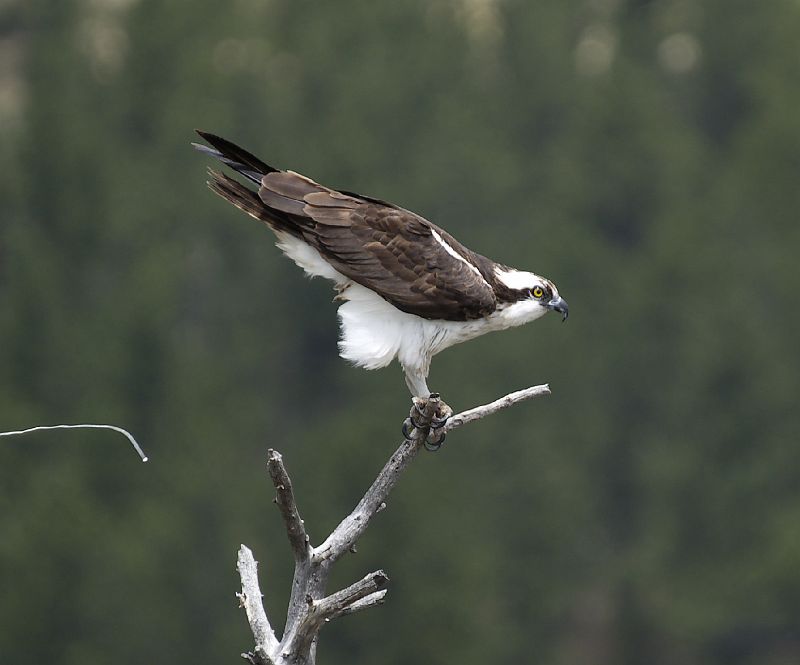 Osprey_LParvin28.jpg - OLYMPUS DIGITAL CAMERA