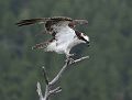 Osprey_LParvin19