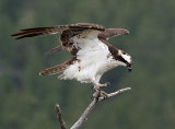 Osprey