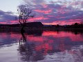 That_Tree_Wanaka_130917_009e