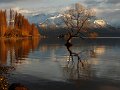 That_Tree_Wanaka_130917_079e